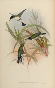 Heliothryx purpureiceps = Heliothryx barroti purpureiceps - John Gould